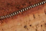 detail rits